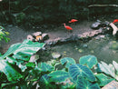 SCARLET IBIS