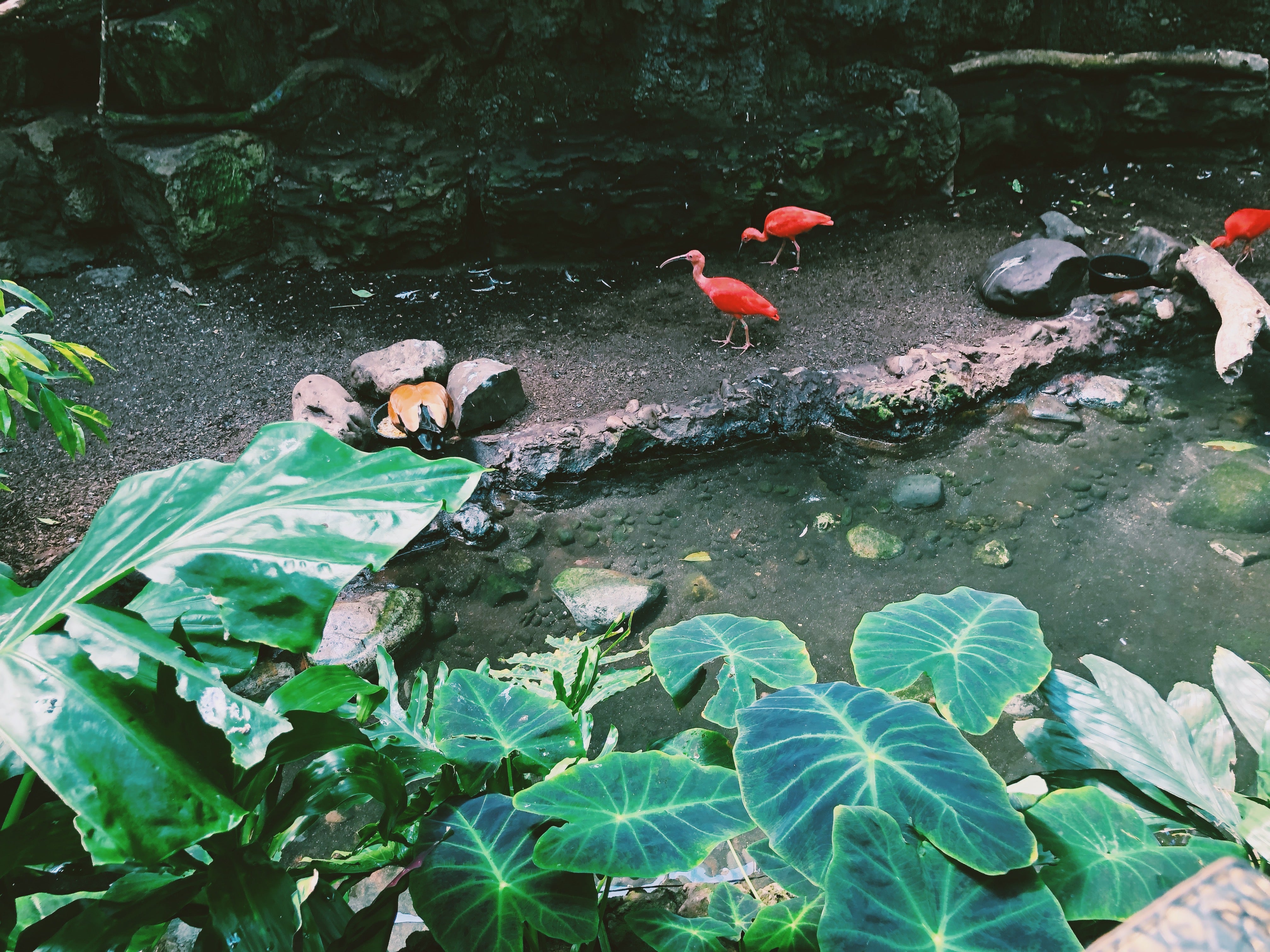 SCARLET IBIS
