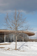 Grace Farms 1